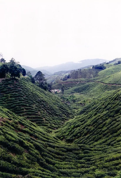 Plantación de té cameron altiplanos —  Fotos de Stock