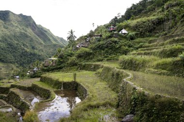 Ifugao pirinç terasları batad