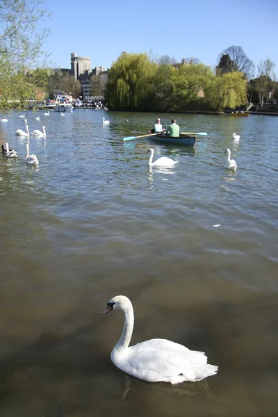 Swans on river thames windsor — Stock Photo, Image