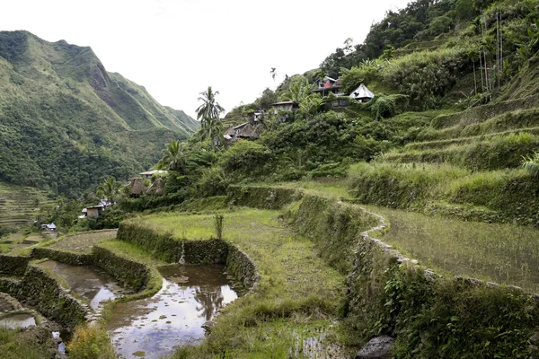 Ifugao reis terrassen batad — Stockfoto