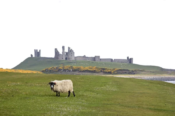 Dunstanburgh castle northumberland coast — Stock Photo, Image