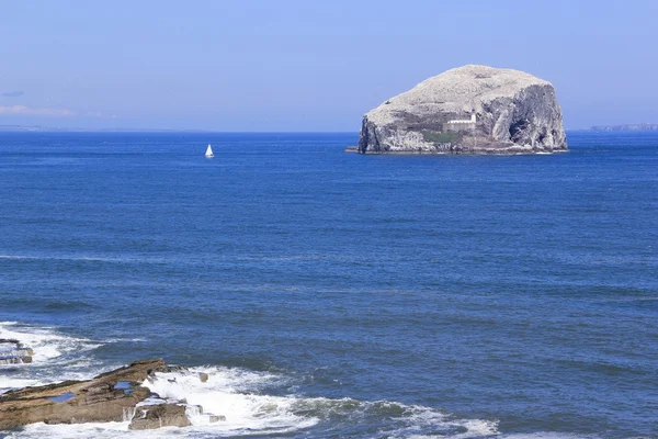 stock image Bass rock seabird colony scotland