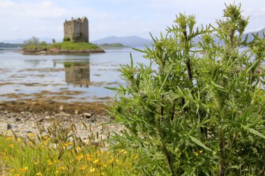 Thistles loch linnhe castel stalker clipart