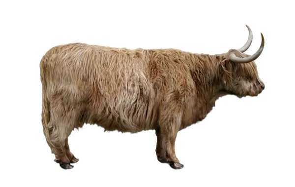 Highland cow cut-out — Stock Photo, Image