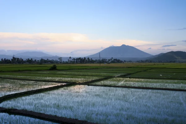 Bicol rijst rijstvelden zonsondergang Filippijnen — Stockfoto