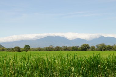 yeşil çayır