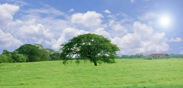 Árvore de campo — Fotografia de Stock