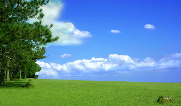 Green grass and pine trees — Stock Photo, Image