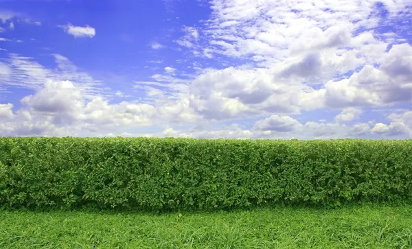 The Hedge — Stock Photo, Image