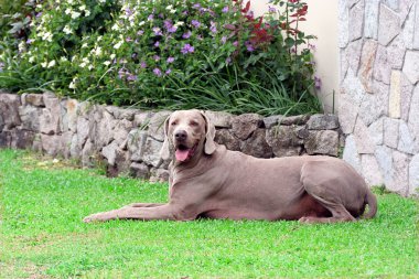 Weimaraner köpek