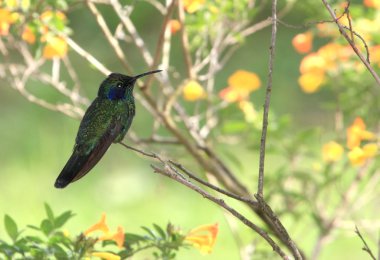 Green-violet Ear Hummingbird clipart