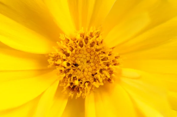 Macro flor amarela — Fotografia de Stock