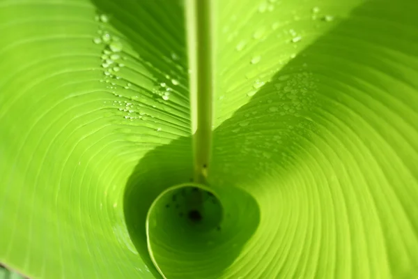 Stock image Banana Leaf