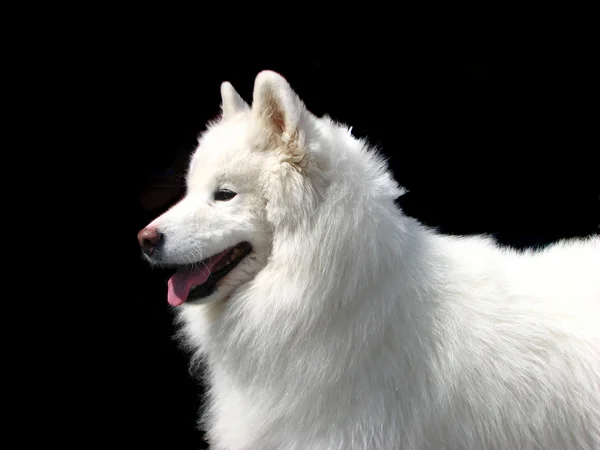 Samoyed Dog — Stock Photo, Image