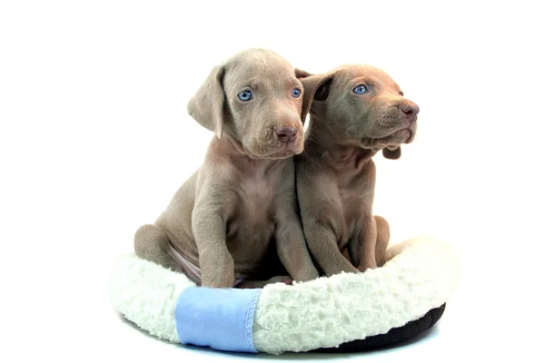 Dua Puppy weimaraner terisolasi pada latar belakang putih — Stok Foto