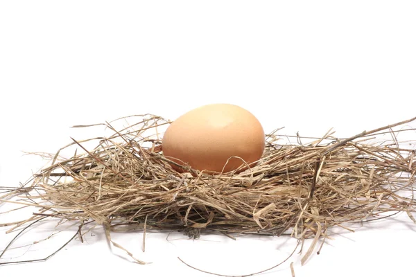 Het ei — Stockfoto