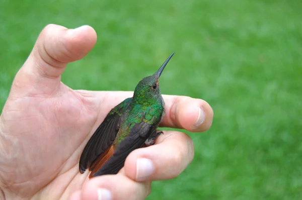 Hummingbird on a Hand — Stock Photo, Image