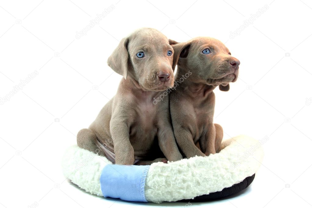 Two weimaraner Puppies isolated on a white background