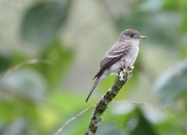 tropik pewee