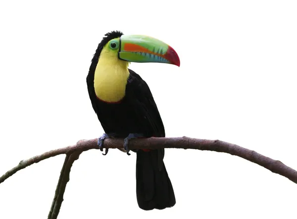 Καρίνα-τιμολογημένος toucan — Φωτογραφία Αρχείου