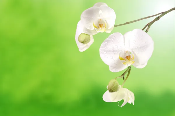Beautiful Orchids — Stock Photo, Image