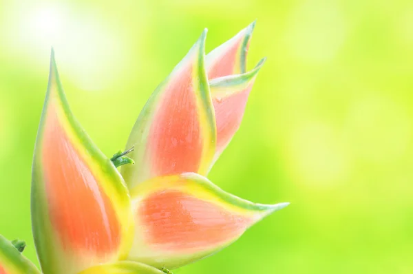 Flor de Heliconia —  Fotos de Stock