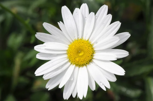 stock image Daisy Flower