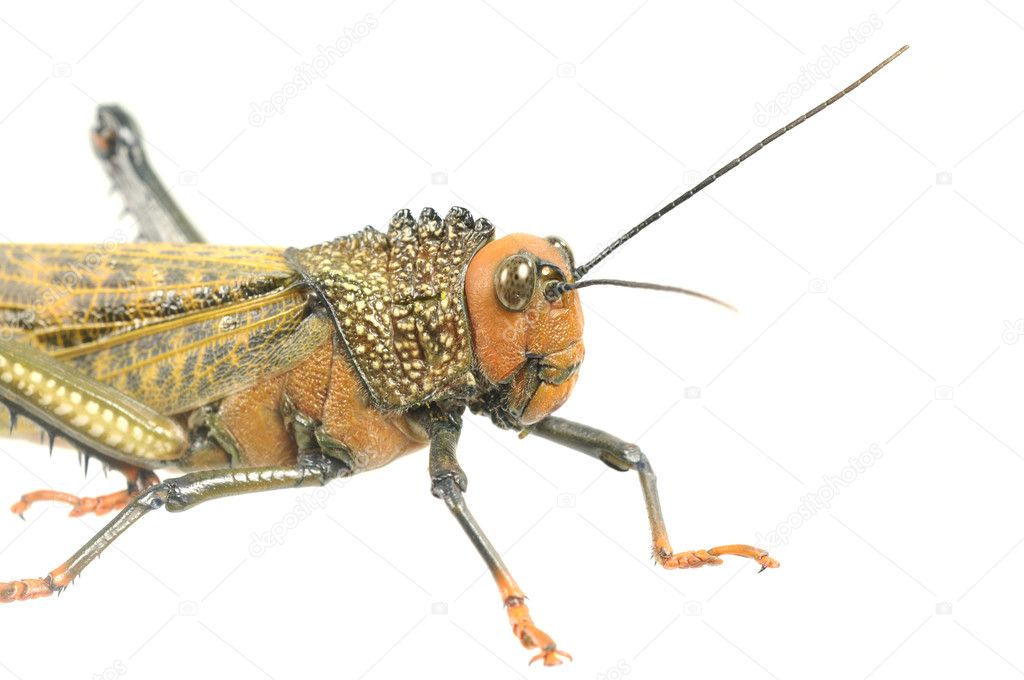 Locust Macro