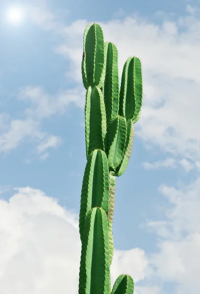 stock image Cactus