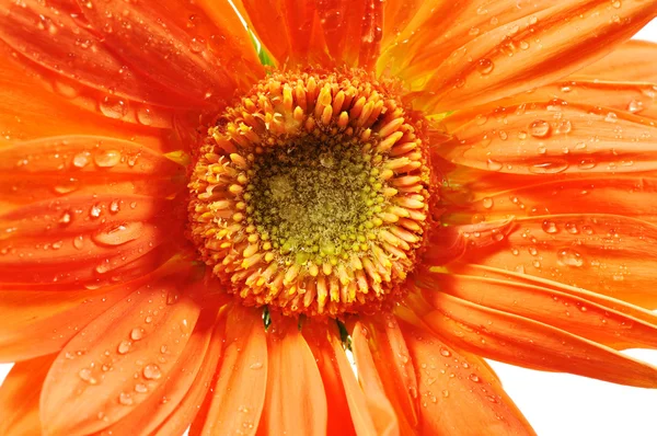 Margarida laranja — Fotografia de Stock
