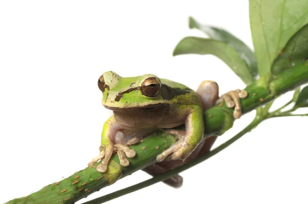Tree Frog — Stock Photo, Image