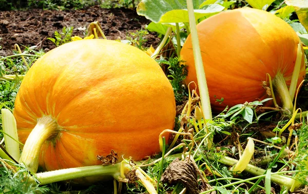 stock image Pumpkins