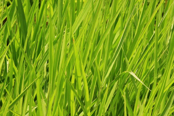 แมโครหญ้า — ภาพถ่ายสต็อก