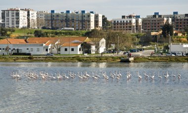 flamingolar seixal Bay