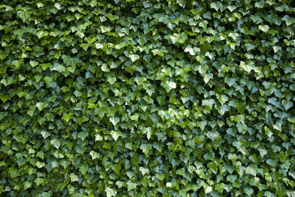 stock image Wall covered with vegetation,