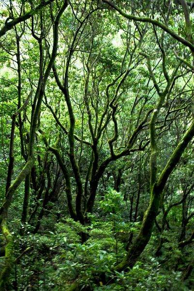 stock image Trees in the forest