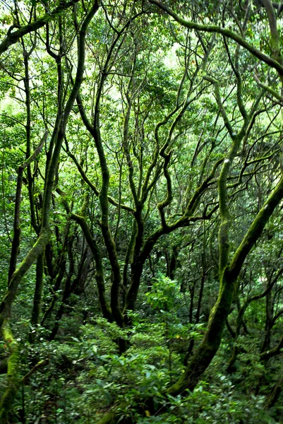 森林里的树 免版税图库照片