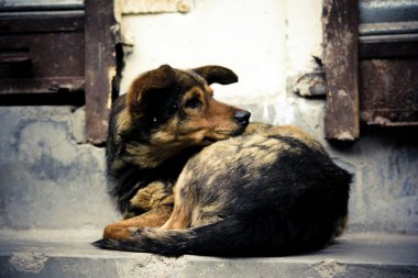 A homeless dog sleeping near by a wall. clipart