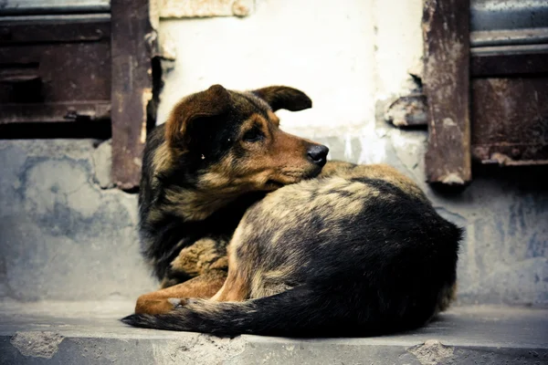 Stock image A homeless dog sleeping near by a wall.