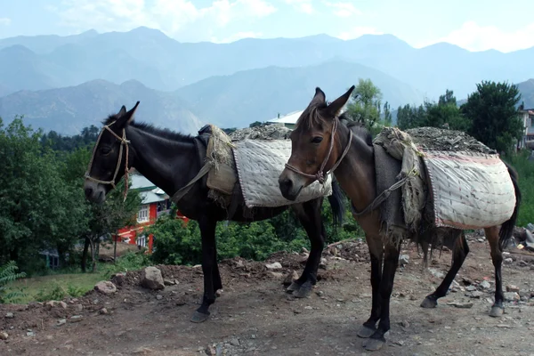 Dos caballos de carga en Cachemira . — Foto de Stock