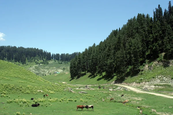 Зеленое поле и коровы за его пределами . — стоковое фото