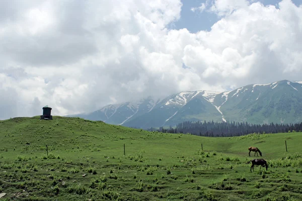 Зеленое поле и лошади за его пределами . — стоковое фото