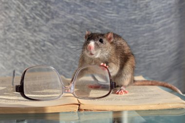 Rat and glasses clipart