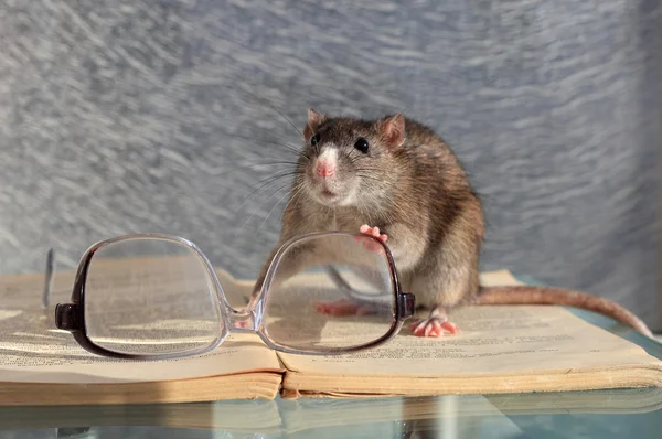 Rata y gafas —  Fotos de Stock