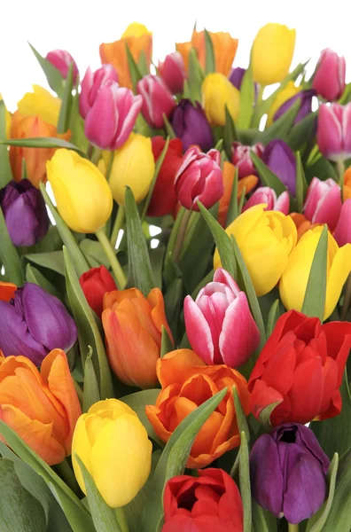 Haufen bunter Tulpen — Stockfoto