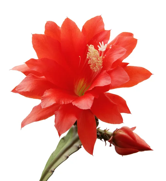 RED FLOWER — Stock Photo, Image