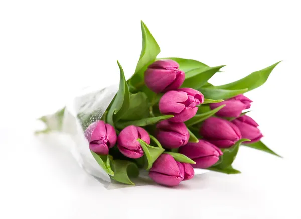 Fialové tulipány na bílém pozadí — Stock fotografie
