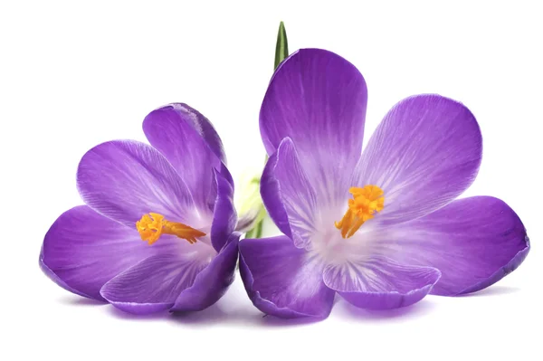 紫色番红花花 图库照片