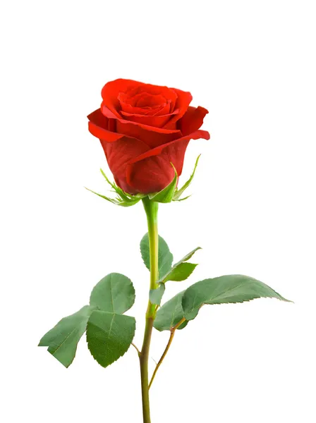 红玫瑰 免版税图库照片