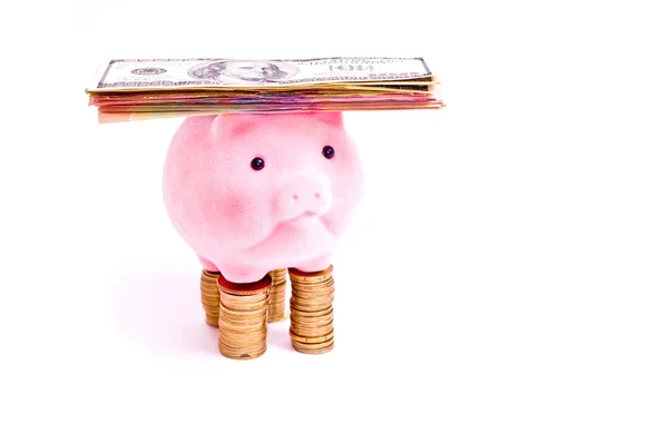 Pig with money — Stock Photo, Image